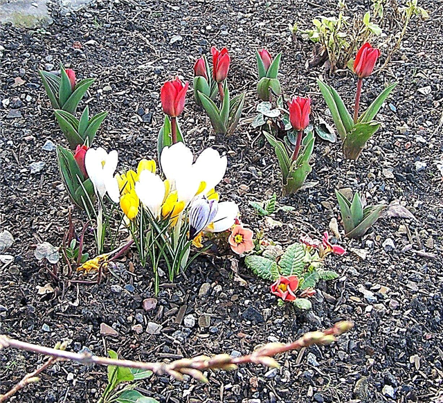 נטיעת נורות אביב: מהן נורות לעונת האביב
