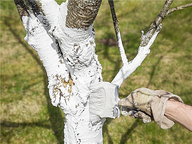 Gleznošana koku stumbriem balta: Kā krāsot koku mizu
