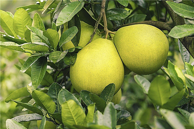 Pomelo Tree Care - Información sobre el cultivo de árboles de pomelo