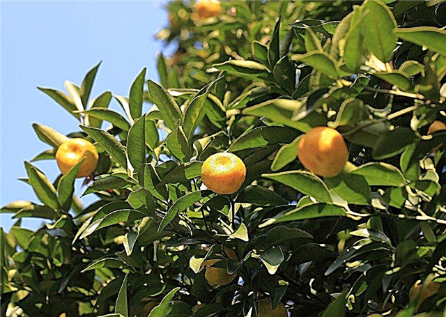 Mandarijnboomboomverzorging: een mandarijnboomboom planten