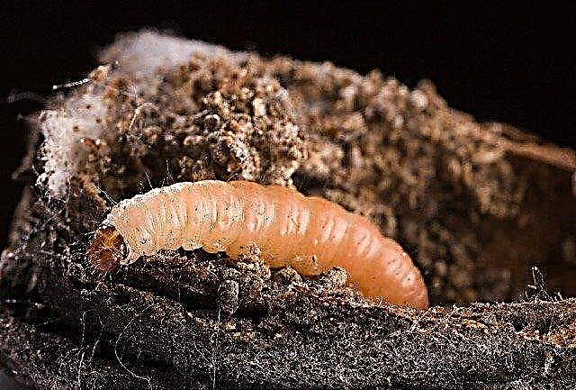 O que são Orangeworms do umbigo: Controle de Orangeworms do umbigo em nozes