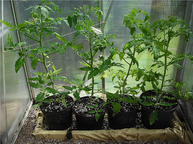 Tomaatin rengasviljely - Opi tomaattirenkaan kulttuurin kasvamisesta