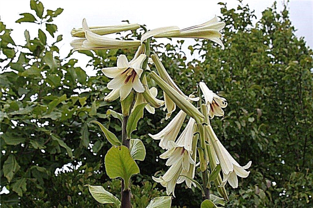 Giant Lily Plant Facts: How to Grow Himalayan Giant Lilies