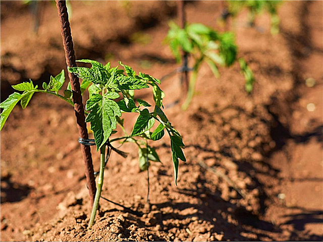 Avstand tomatplanter: Hvordan plassere tomatplanter