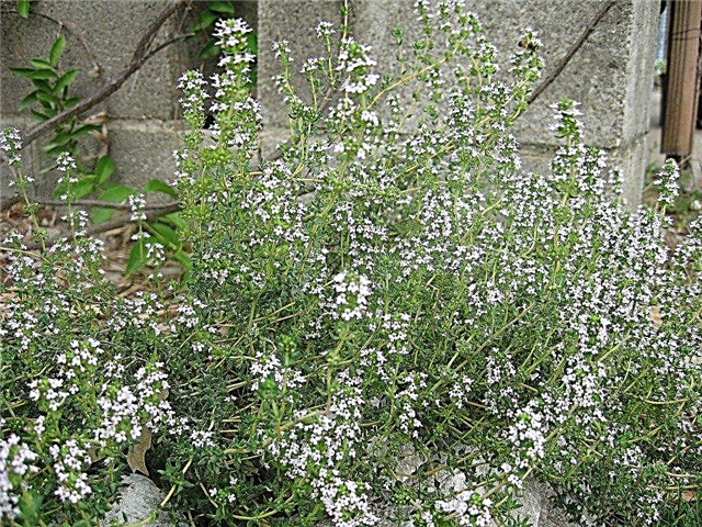 Growing English Herb Gardens: erbe popolari per giardini inglesi