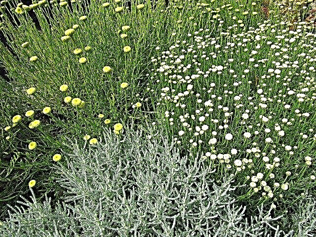 Грчко биље баштованство: информације о обичним медитеранским биљкама