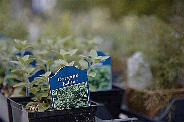 Italian Herb Garden: Ako vytvoriť taliansku bylinkovú tému