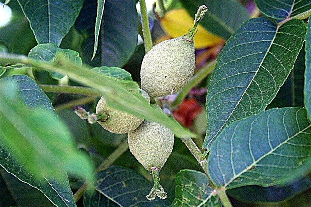 Walnotenbomen planten: tips en informatie over het kweken van walnoten