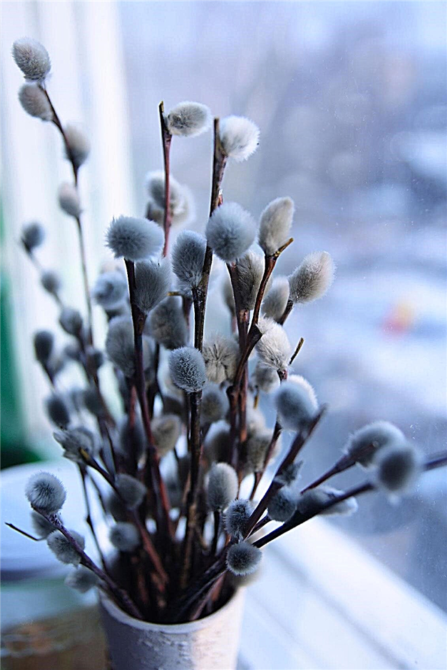 Winter Bloom Forcing：冬に低木を開花させるためのヒント