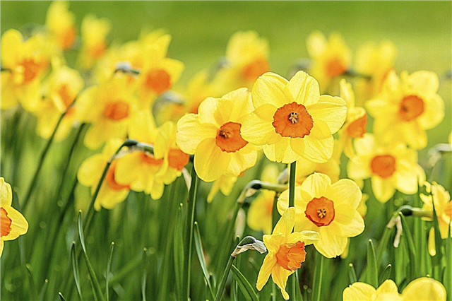 Qual é a diferença entre Daffodil, Jonquil e Narciso