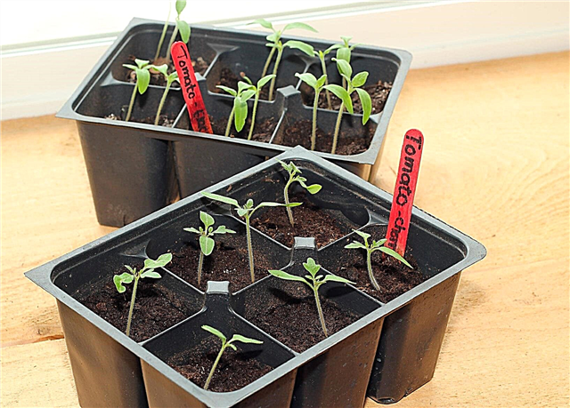 Información sobre qué semillas de hortalizas sembrar en interiores o exteriores