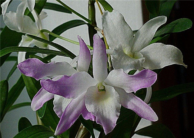 Dendrobium Orchid Info: Comment cultiver et entretenir les orchidées Dendrobium