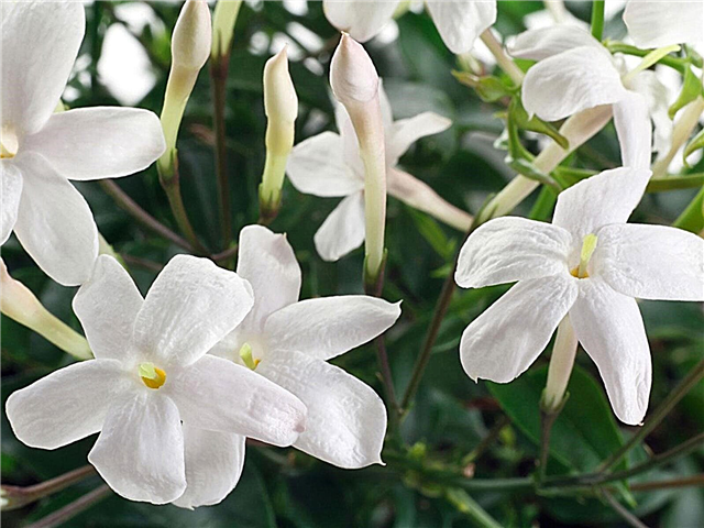Jasmine Plant Fertilizer: wanneer en hoe jasmijn te bemesten