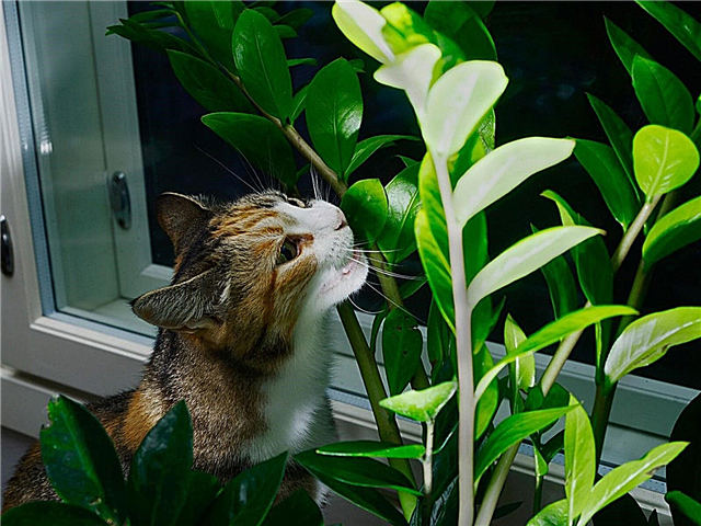القطط التي تتجنبها النباتات الداخلية: القطط المنزلية لا تمضغ أو تقشر في المنزل