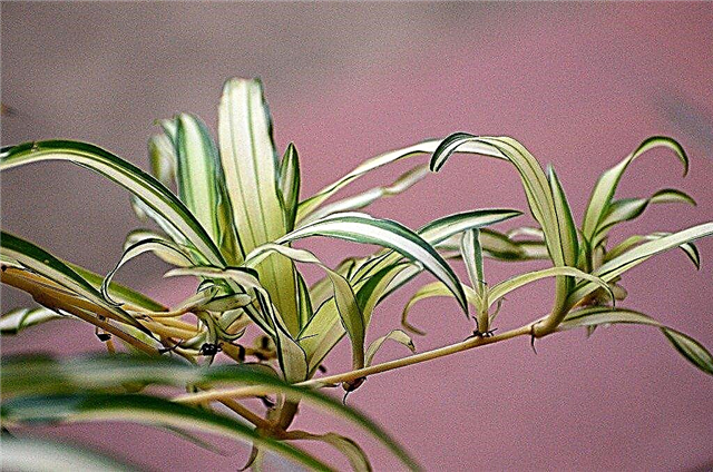 Klibbig rest på spindelväxter - Hur man behandlar klibbiga spindelväxtlöv