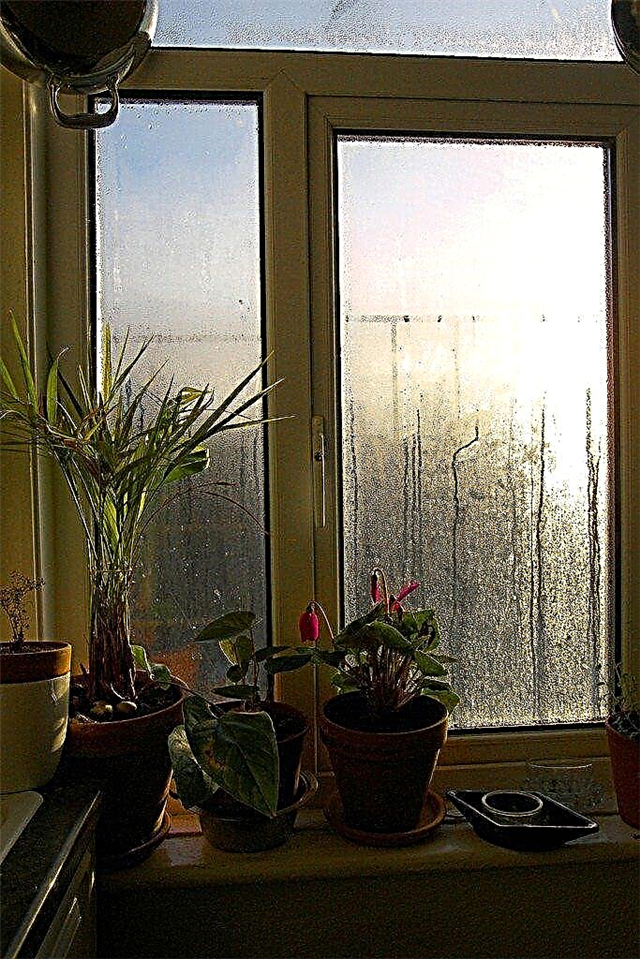 Reduzindo a umidade dentro de casa: o que fazer quando a umidade é muito alta