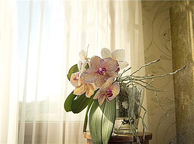Pflege und Fütterung von Orchideen: Tipps zur Düngung von Orchideen