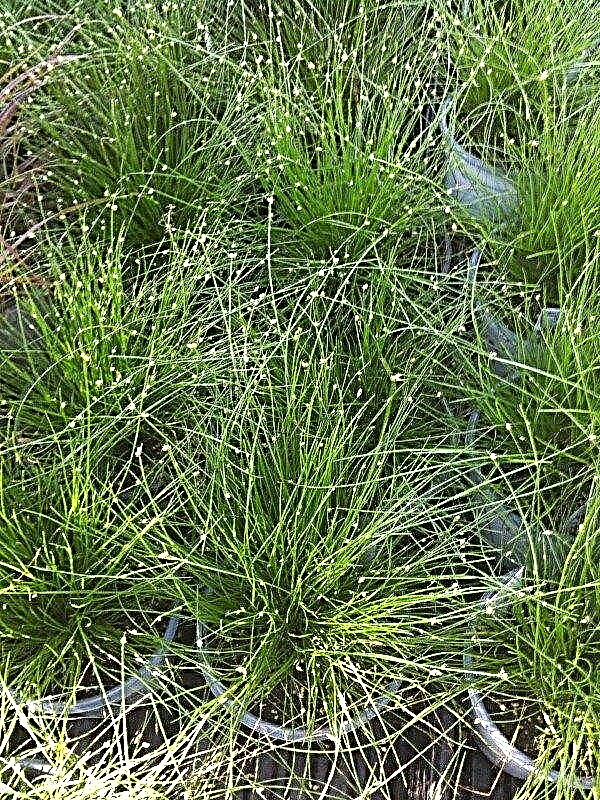 ما هو عشب الألياف البصرية: نصائح حول زراعة عشب الألياف البصرية