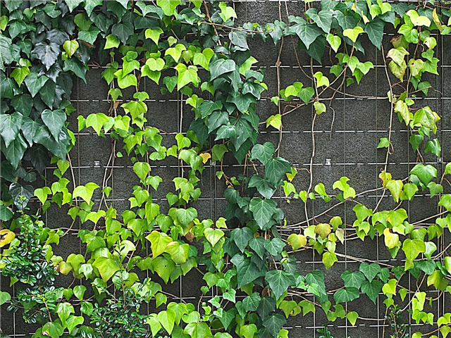 Ivy que fica amarela: razões para amarelar folhas em plantas de hera