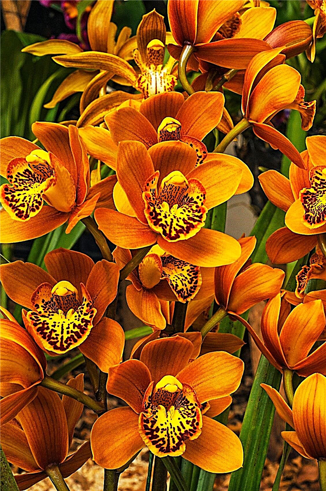 Cymbidium Orchid crescente - como cuidar de orquídeas Cymbidium