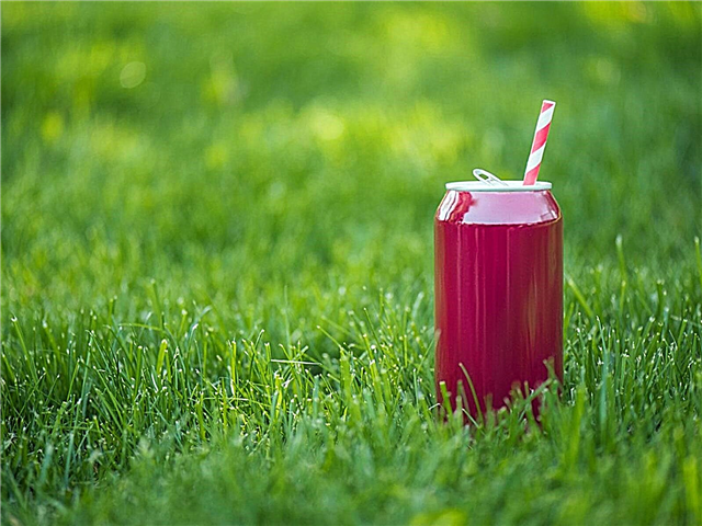 ¿Es Soda Pop un fertilizante: información sobre cómo verter refrescos en las plantas