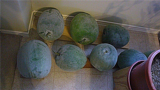 ¿Qué es un melón de invierno? Información de calabaza de cera de melón de invierno