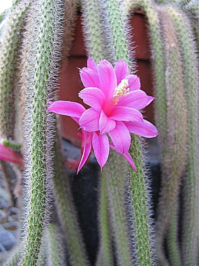 Información sobre el cactus cola de rata Aporocactus: cómo cuidar un cactus cola de rata
