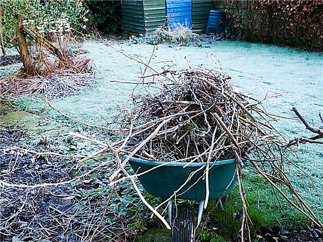 Porady dotyczące ogrodnictwa późną zimą: koniec pielęgnacji ogrodu zimowego