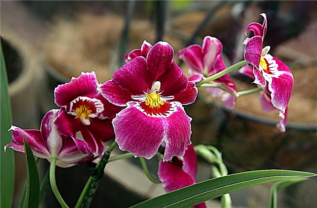 Miltoniopsis Pansy Orchid: Conseils sur l'entretien des orchidées Pansy