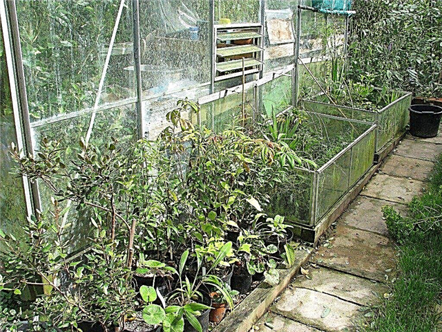 Зберігання материнського рослини: Використання рослинних рослин для розмноження