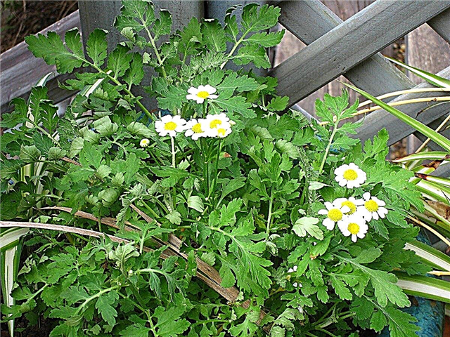除虫菊とは：庭での除虫菊の用途は何ですか