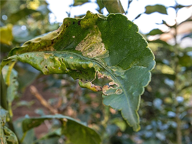 Gekräuselte Blätter auf Zitruspflanzen: Was tun, um Zitrusblätter zu kräuseln?