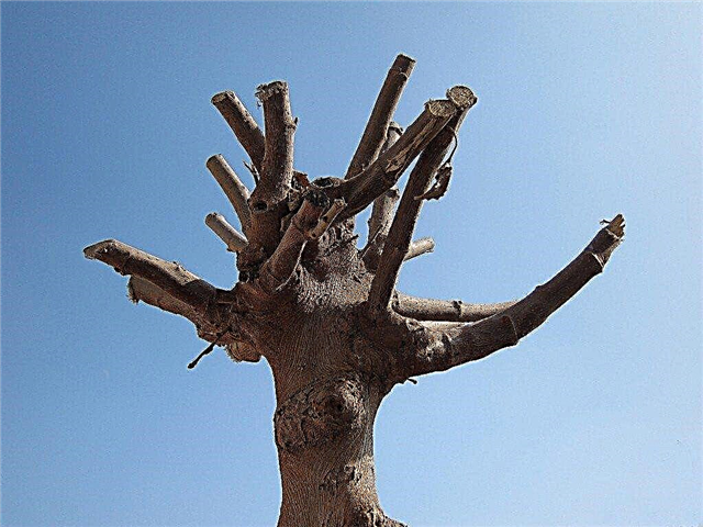 Информация за връх на дърветата - дали болката от дървета боли дървета