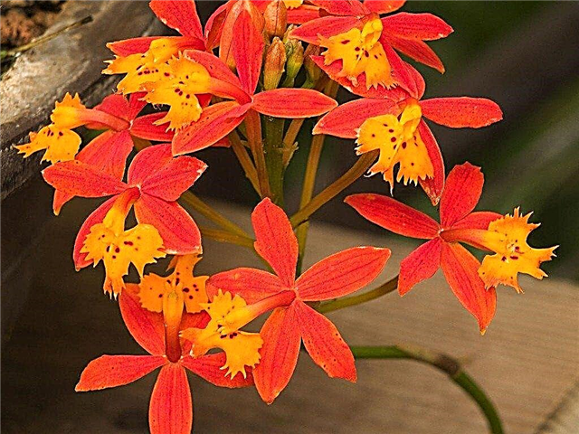 Sobre as plantas da orquídea Epidendrum: informações sobre cuidados com a orquídea Epidendrum