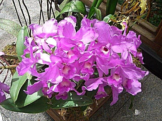 Wachsende Cattleya-Orchideen: Pflege von Cattleya-Orchideenpflanzen