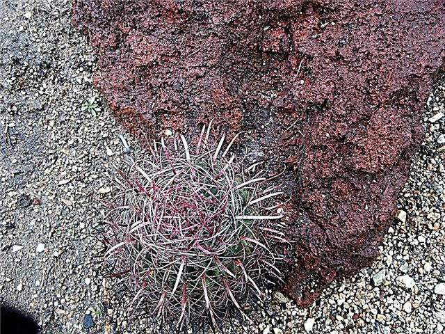 Lava Rock Houseplants: tips voor het kweken van planten in Lava Rock