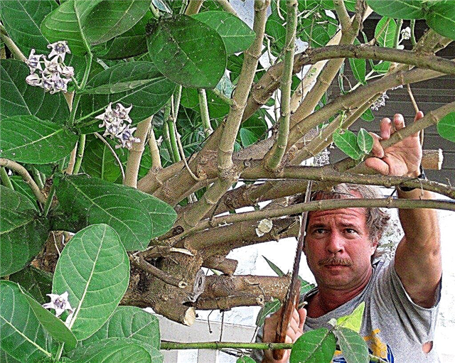 Coupes de tête dans l'élagage: en savoir plus sur le retour des branches de plantes