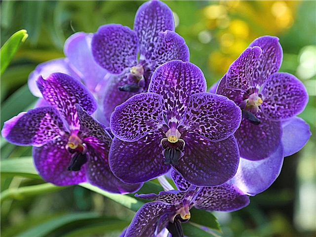 Vanda Orchid Info: Hvordan dyrke Vanda Orchids i hjemmet