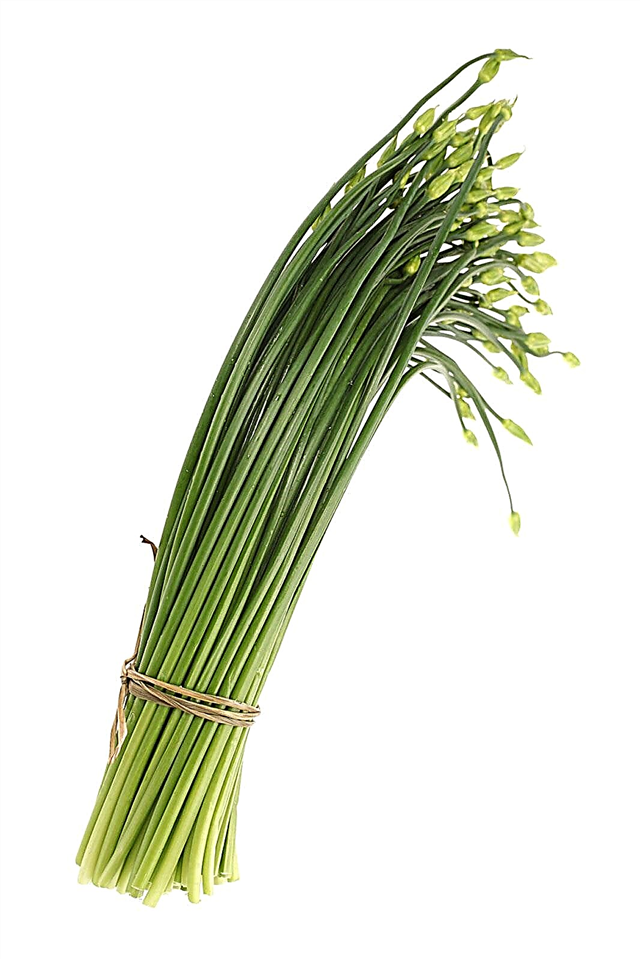 Soin de la ciboulette à l'ail - Comment faire pousser des plantes de ciboulette à l'ail sauvage