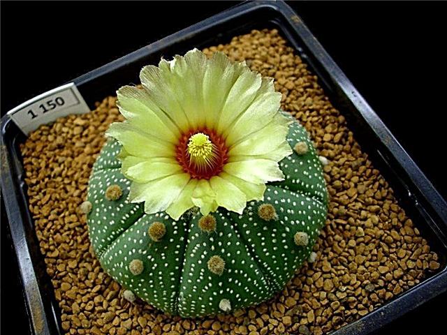 Skrb za zvezdni kaktus: Kako gojiti rastlino Star kaktus