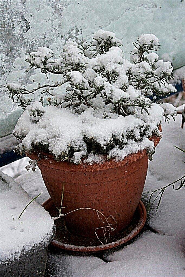 Cuidado de invierno en balcones: consejos para pasar el invierno en los jardines de balcones