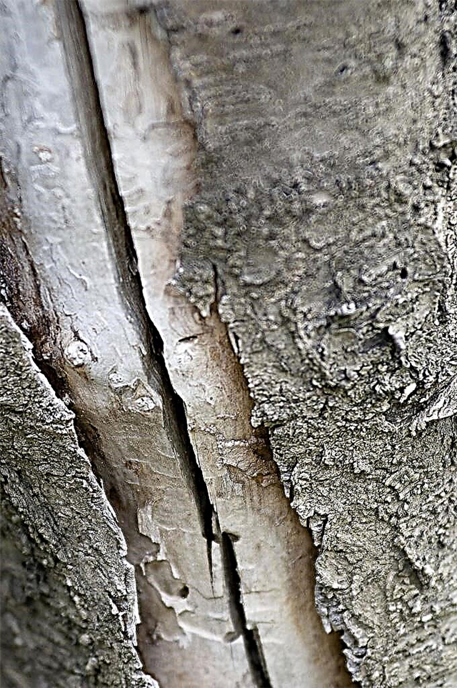Qué es la grieta helada: qué hacer para romper troncos de árboles