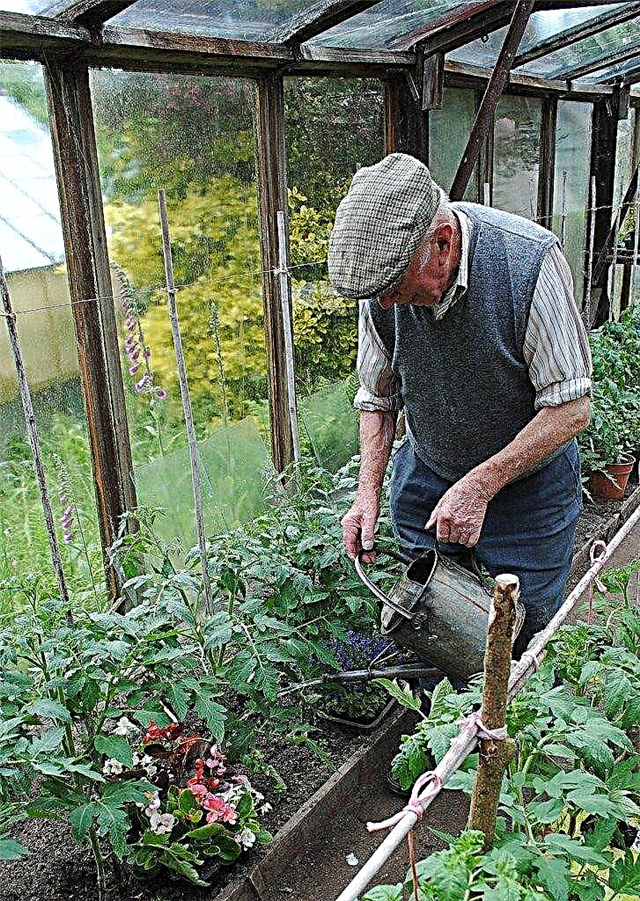 Irrigation des serres: conseils pour arroser les plantes de serre