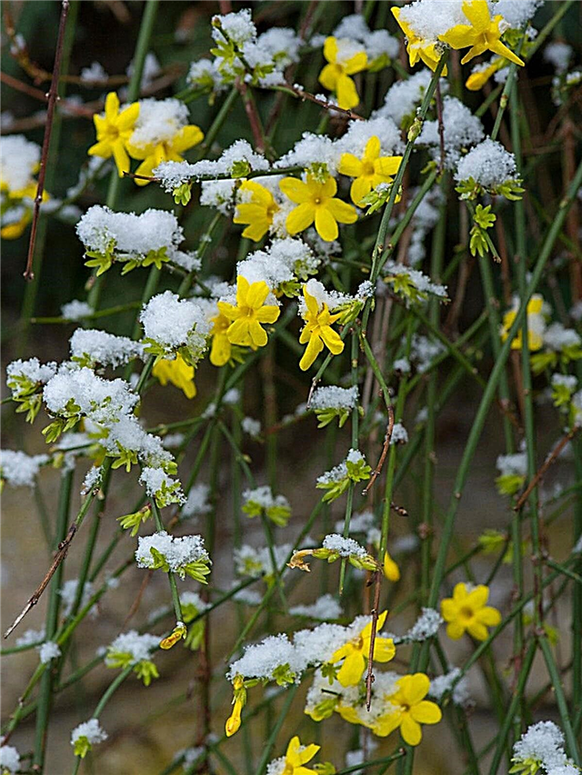 Winterjasmijnplanten: zorg voor jasmijn tijdens de winter