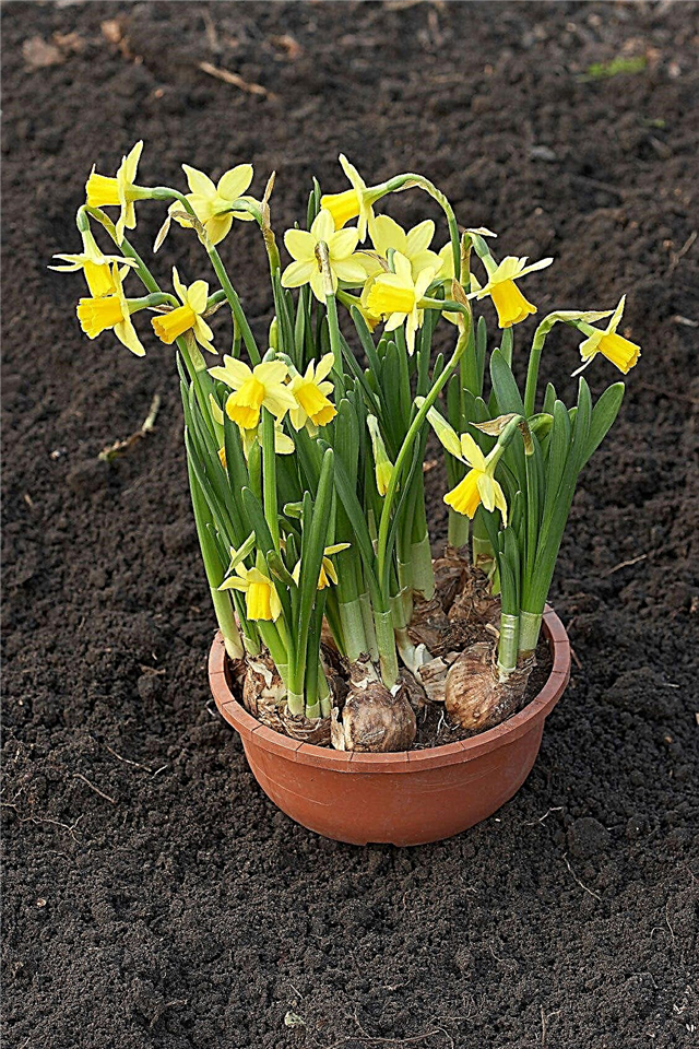 Plantio de narcisos forçados no jardim: Narcisos em movimento após a floração