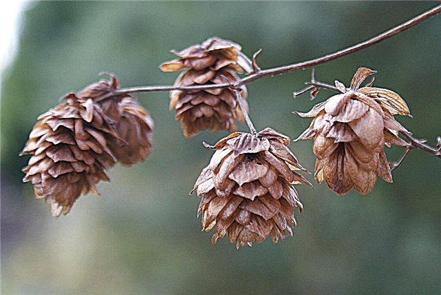 Cultiver du houblon en hiver: informations sur les soins hivernaux du houblon