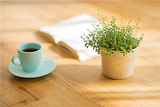 Café diluído para plantas: você pode regar plantas com café