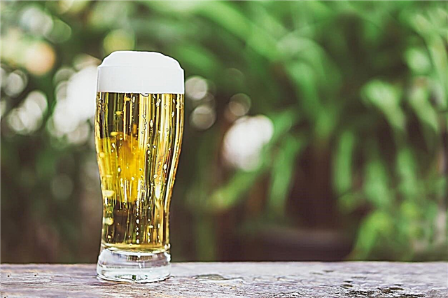 حول الأغذية النباتية البيرة: نصائح حول استخدام البيرة على النباتات والعشب