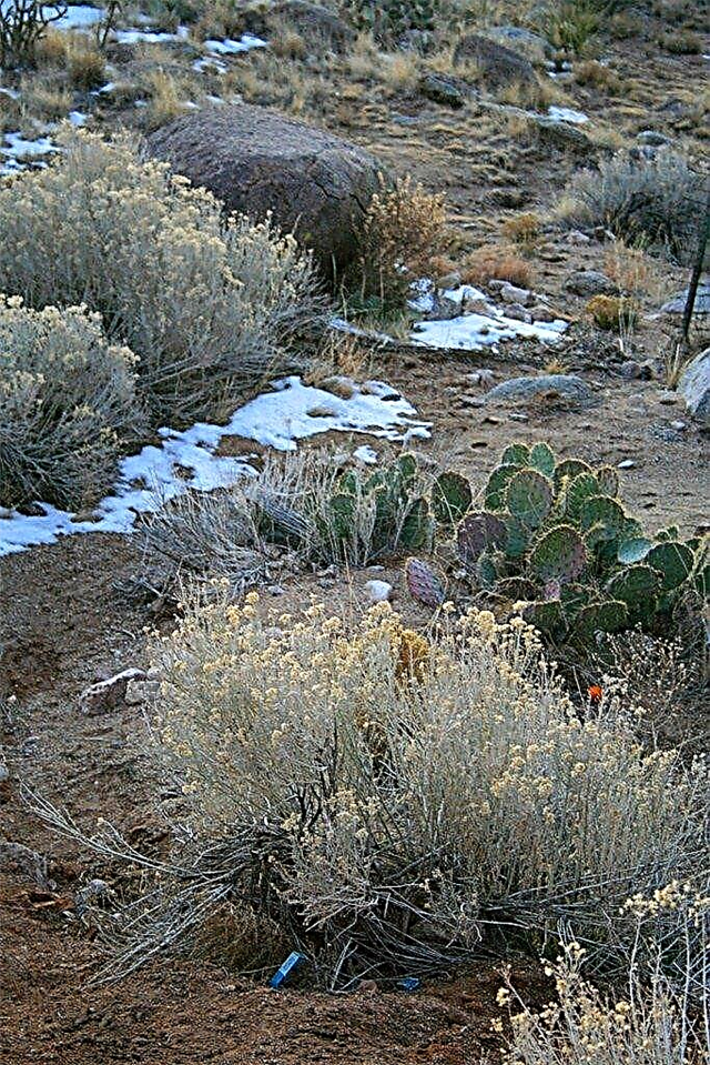 Desert Winter Garden: consejos para la jardinería de invierno en las regiones desérticas