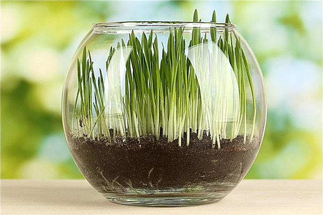Gemeinsame Gras Zimmerpflanzen: Sorten von Indoor-Graspflanzen